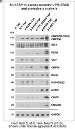 Anti-GRP94 antibody [N1N3] used in Western Blot (WB). GTX103203