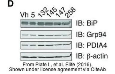 Anti-GRP94 antibody [N1N3] used in Western Blot (WB). GTX103203