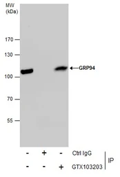 Anti-GRP94 antibody [N1N3] used in Immunoprecipitation (IP). GTX103203