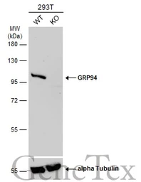 Anti-GRP94 antibody [N1N3] used in Western Blot (WB). GTX103203