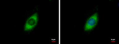 Anti-GRP94 antibody [N1N3] used in Immunocytochemistry/ Immunofluorescence (ICC/IF). GTX103203