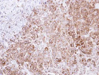 Anti-GRP94 antibody [N1N3] used in IHC (Paraffin sections) (IHC-P). GTX103203