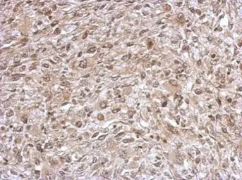 Anti-TrxR1 antibody used in IHC (Paraffin sections) (IHC-P). GTX103207