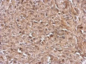 Anti-TrxR1 antibody used in IHC (Paraffin sections) (IHC-P). GTX103207