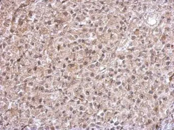 Anti-TrxR1 antibody used in IHC (Paraffin sections) (IHC-P). GTX103207