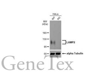Anti-LAMP2 antibody used in Western Blot (WB). GTX103214