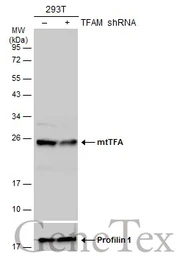 Anti-mtTFA antibody used in Western Blot (WB). GTX103231