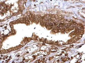 Anti-Thymidylate synthase antibody used in IHC (Paraffin sections) (IHC-P). GTX103235