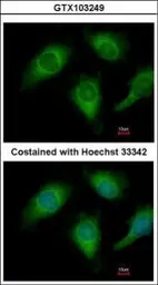 Anti-Annexin IV antibody used in Immunocytochemistry/ Immunofluorescence (ICC/IF). GTX103249