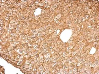 Anti-Annexin IV antibody used in IHC (Paraffin sections) (IHC-P). GTX103249