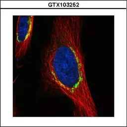 Anti-COPD antibody used in Immunocytochemistry/ Immunofluorescence (ICC/IF). GTX103252