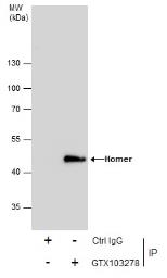 Anti-Homer1 antibody used in Immunoprecipitation (IP). GTX103278