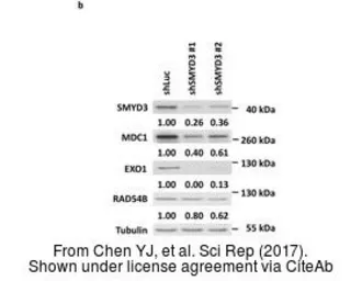 Anti-RAD54B antibody used in Western Blot (WB). GTX103291