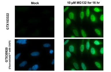 Anti-NRF2 antibody [N2C2], Internal used in Immunocytochemistry/ Immunofluorescence (ICC/IF). GTX103322