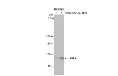 Anti-NRF2 antibody [N2C2], Internal used in Western Blot (WB). GTX103322