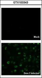 Anti-Dengue virus Capsid protein antibody used in Immunocytochemistry/ Immunofluorescence (ICC/IF). GTX103343