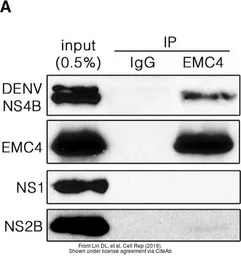 Anti-Dengue virus NS4B protein antibody used in Western Blot (WB). GTX103349