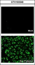 Anti-Dengue virus NS4B protein antibody used in Immunocytochemistry/ Immunofluorescence (ICC/IF). GTX103349