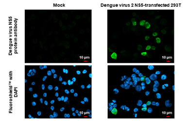 Anti-Dengue virus NS5 protein antibody used in Immunocytochemistry/ Immunofluorescence (ICC/IF). GTX103350