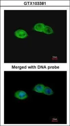 Anti-RISC antibody [N3C3] used in Immunocytochemistry/ Immunofluorescence (ICC/IF). GTX103381