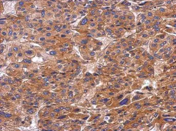 Anti-SNX9 antibody used in IHC (Paraffin sections) (IHC-P). GTX103383