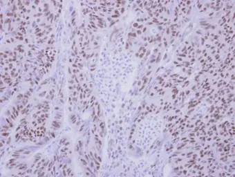 Anti-BS69 antibody used in IHC (Paraffin sections) (IHC-P). GTX103403