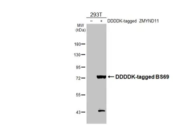 Anti-BS69 antibody used in Western Blot (WB). GTX103403