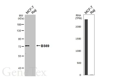 Anti-BS69 antibody used in Western Blot (WB). GTX103403