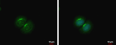 Anti-PCOLCE2 antibody used in Immunocytochemistry/ Immunofluorescence (ICC/IF). GTX103410