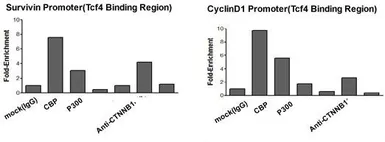 Anti-beta Catenin antibody, Internal used in ChIP assay (ChIP assay). GTX10342