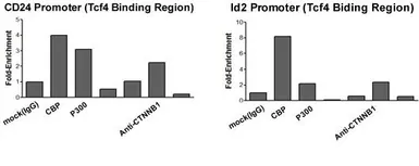 Anti-beta Catenin antibody, Internal used in ChIP assay (ChIP assay). GTX10342