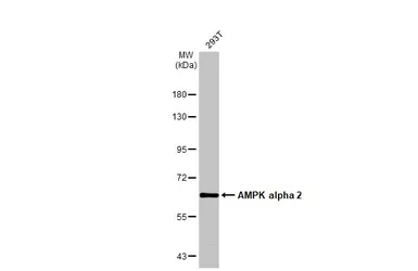 Anti-AMPK alpha 2 antibody used in Western Blot (WB). GTX103487