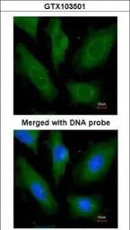 Anti-SCYL3 antibody [N1C3] used in Immunocytochemistry/ Immunofluorescence (ICC/IF). GTX103501