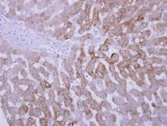 Anti-FMO3 antibody [N2C2], Internal used in IHC (Paraffin sections) (IHC-P). GTX103521
