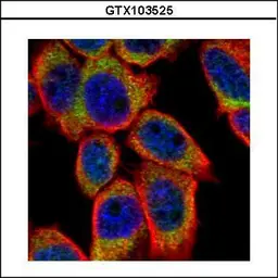 Anti-PSKH1 antibody used in Immunocytochemistry/ Immunofluorescence (ICC/IF). GTX103525