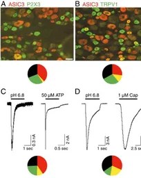 Anti-ASIC3 antibody used in Immunocytochemistry/ Immunofluorescence (ICC/IF). GTX10354