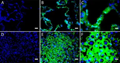 Anti-ASIC3 antibody used in Immunohistochemistry (IHC). GTX10354