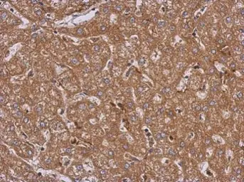 Anti-LRRN2 antibody [N2C2], Internal used in IHC (Paraffin sections) (IHC-P). GTX103566