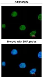 Anti-ZNF211 antibody [N3C2], Internal used in Immunocytochemistry/ Immunofluorescence (ICC/IF). GTX103624