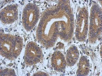 Anti-DNAJB12 antibody [N2C3] used in IHC (Paraffin sections) (IHC-P). GTX103639