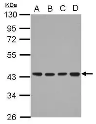 Anti-DNAJB12 antibody [N2C3] used in Western Blot (WB). GTX103639