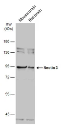 Anti-Nectin 3 antibody used in Western Blot (WB). GTX103654
