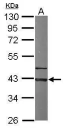 Anti-GNAI3 antibody [N2C3] used in Western Blot (WB). GTX103676