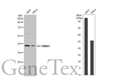 Anti-GNAI3 antibody [N2C3] used in Western Blot (WB). GTX103676