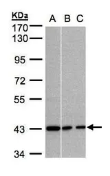 Anti-GNAI3 antibody [N2C3] used in Western Blot (WB). GTX103676