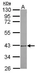 Anti-PSMD7 antibody used in Western Blot (WB). GTX103677