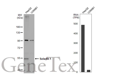 Anti-Seladin 1 antibody [N1C2] used in Western Blot (WB). GTX103712
