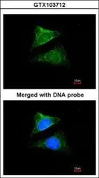 Anti-Seladin 1 antibody [N1C2] used in Immunocytochemistry/ Immunofluorescence (ICC/IF). GTX103712