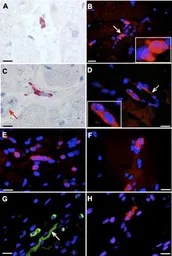 Anti-Tyrosine Hydroxylase antibody [185] used in Immunohistochemistry (IHC). GTX10372