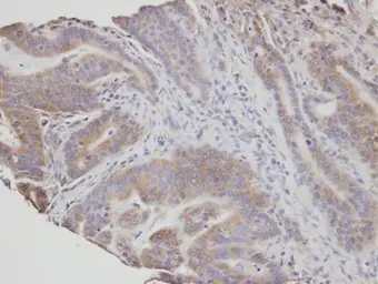 Anti-FAN antibody [N2C1], Internal used in IHC (Paraffin sections) (IHC-P). GTX103723